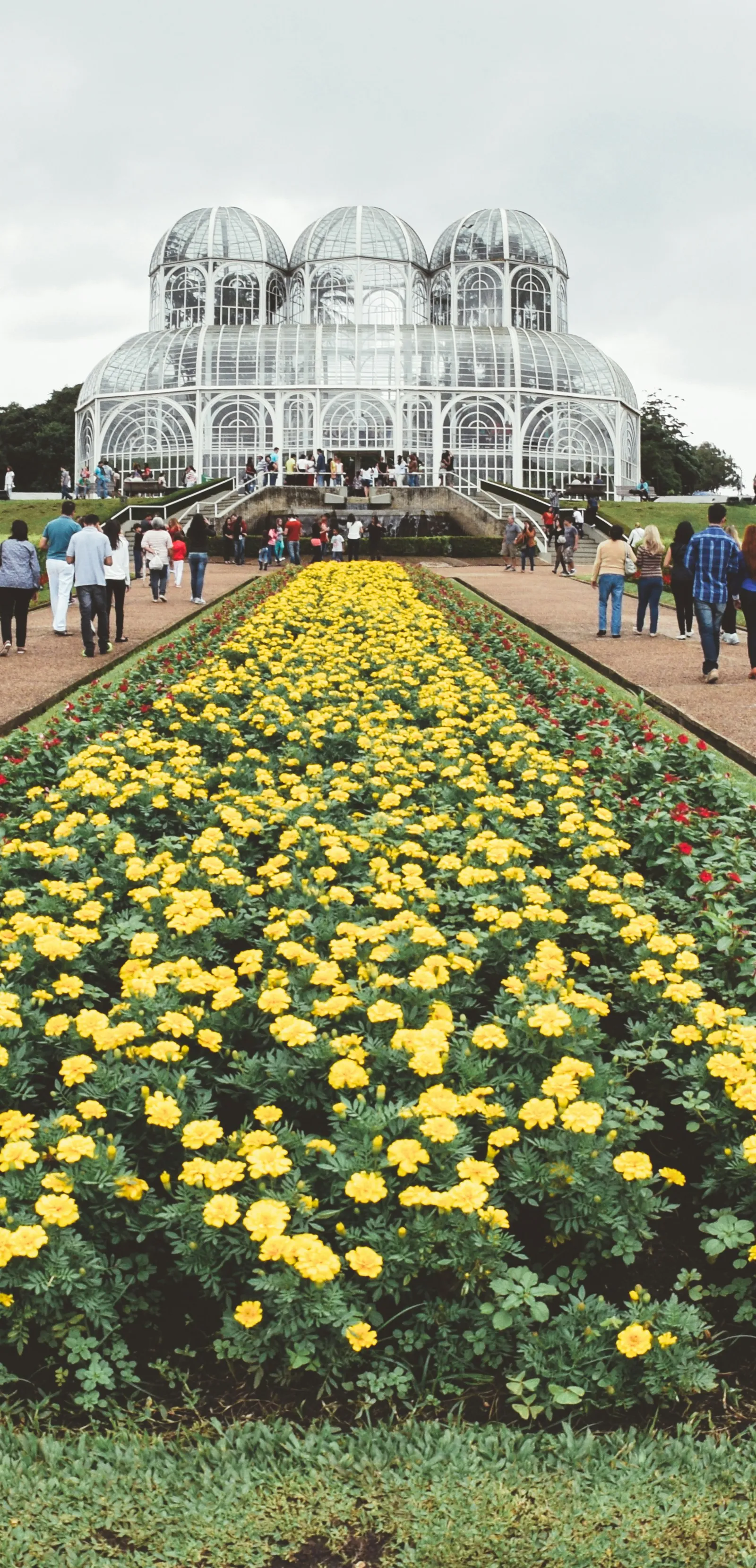 Estufa do Jardim Botânico de Curitiba com canteiros de flores amarelas